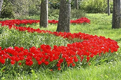 25 Darwin Hybrid Tulip Bulbs - Red-Orange Flowers, 22-24 in Tall - Image 2
