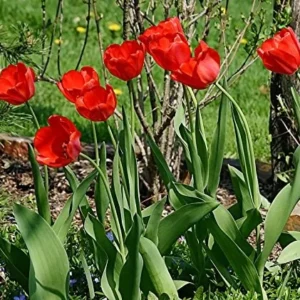25 Darwin Hybrid Tulip Bulbs - Red-Orange Flowers, 22-24 in Tall - Image 3