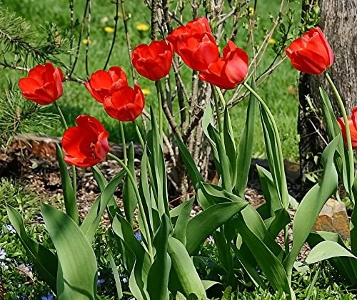 25 Darwin Hybrid Tulip Bulbs - Red-Orange Flowers, 22-24 in Tall - Image 3