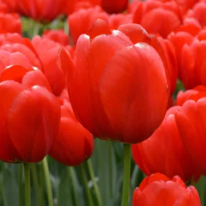 25 Darwin Hybrid Tulip Bulbs - Red-Orange Flowers, 22-24 in Tall - Image 1
