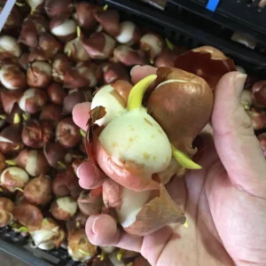 25 Darwin Hybrid Tulip Bulbs - Red-Orange Flowers, 22-24 in Tall - Image 5