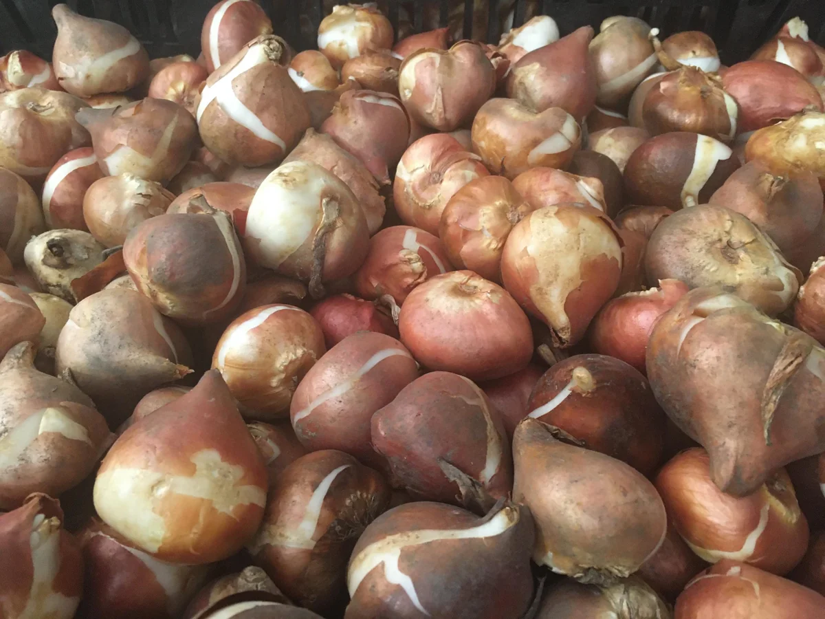 25 Darwin Hybrid Tulip Bulbs - Red-Orange Flowers, 22-24 in Tall - Image 6