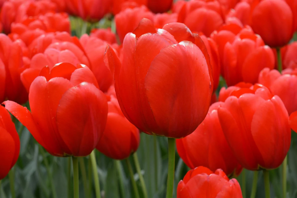 25 Darwin Hybrid Tulip Bulbs - Red-Orange Flowers, 22-24 in Tall - Image 1
