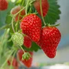 25 Earliglow Strawberry Bare Root Plants - Sweet June-Bearing Berries - USDA Zones 3-8 - Image 1