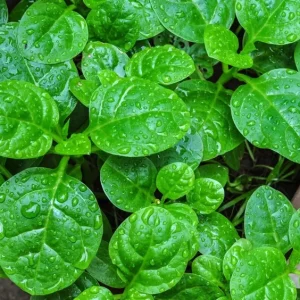 25+ Malabar Spinach Seeds - Mong Toi Ceylon Vine Spinach - Non-GMO Perennial - Image 1