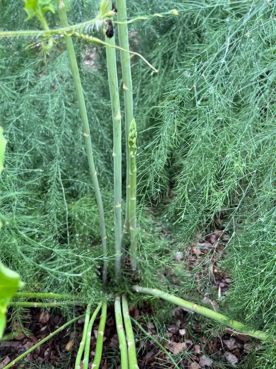 25 Mary Washington Asparagus Roots - Perennial Vegetable, Heirloom - Image 1