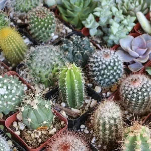 25+ Mixed Cactus & Succulent Seeds - Easy Grow Perennial Desert Garden - Image 2