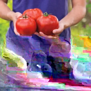 25 Organic Red Beefsteak Tomato Heirloom Seeds for Salad & Canning - Image 5