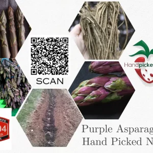 25 Pacific Purple Asparagus Crowns – 2-Year Bare Root Plants – Sweet Gourmet Variety – Outdoor Planting - Image 2