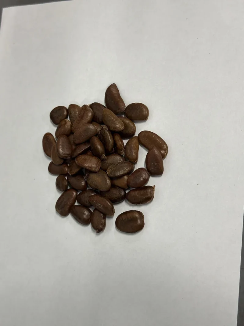 Paw Paw Tree Seeds (Asimina triloba) - Grow Delicious Fruit