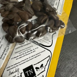 25 Paw Paw Tree Seeds - Asimina triloba Organic Edible Fruit Tree - Image 5