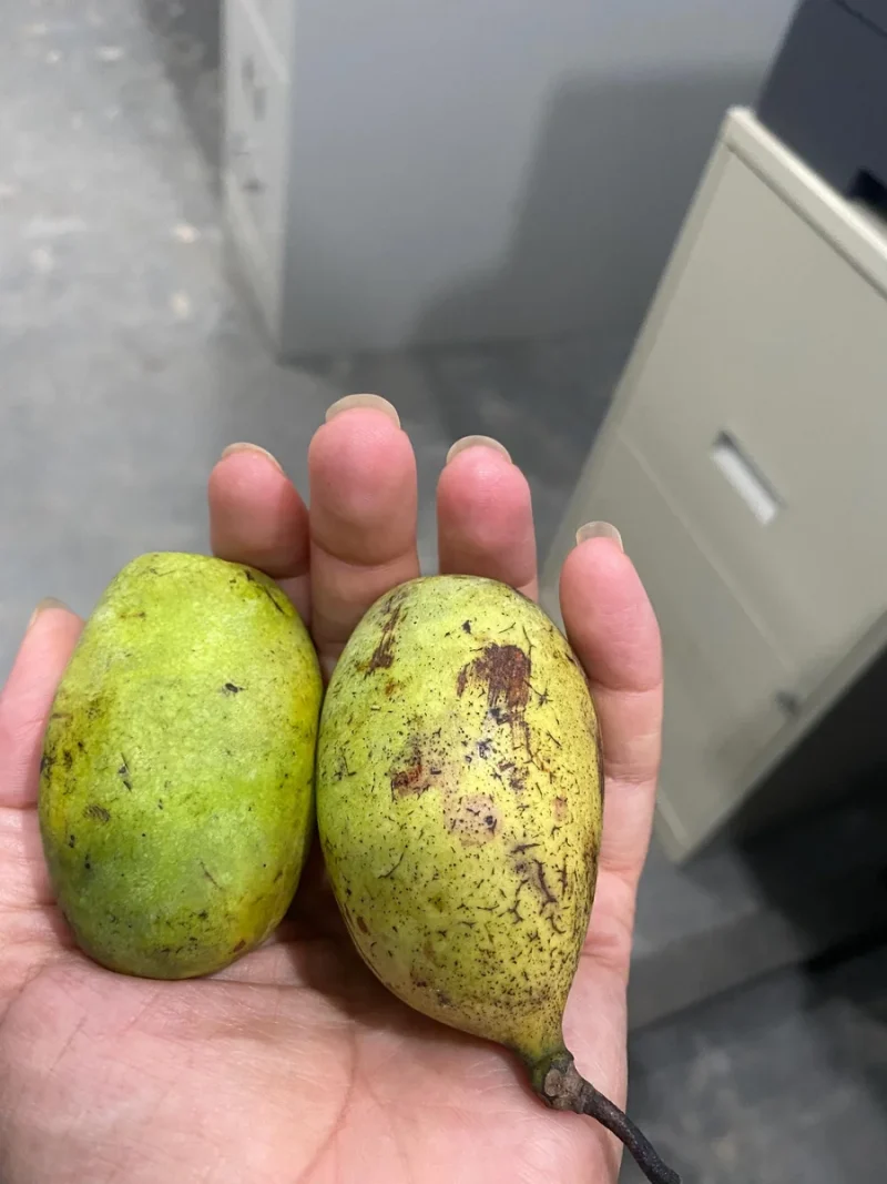 Paw Paw Tree Seeds (Asimina triloba) - Grow Delicious Fruit