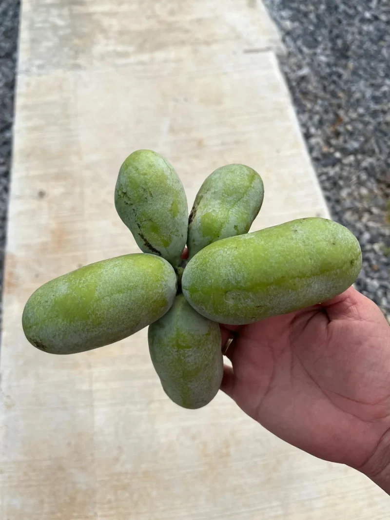 Paw Paw Tree Seeds (Asimina triloba) - Grow Delicious Fruit