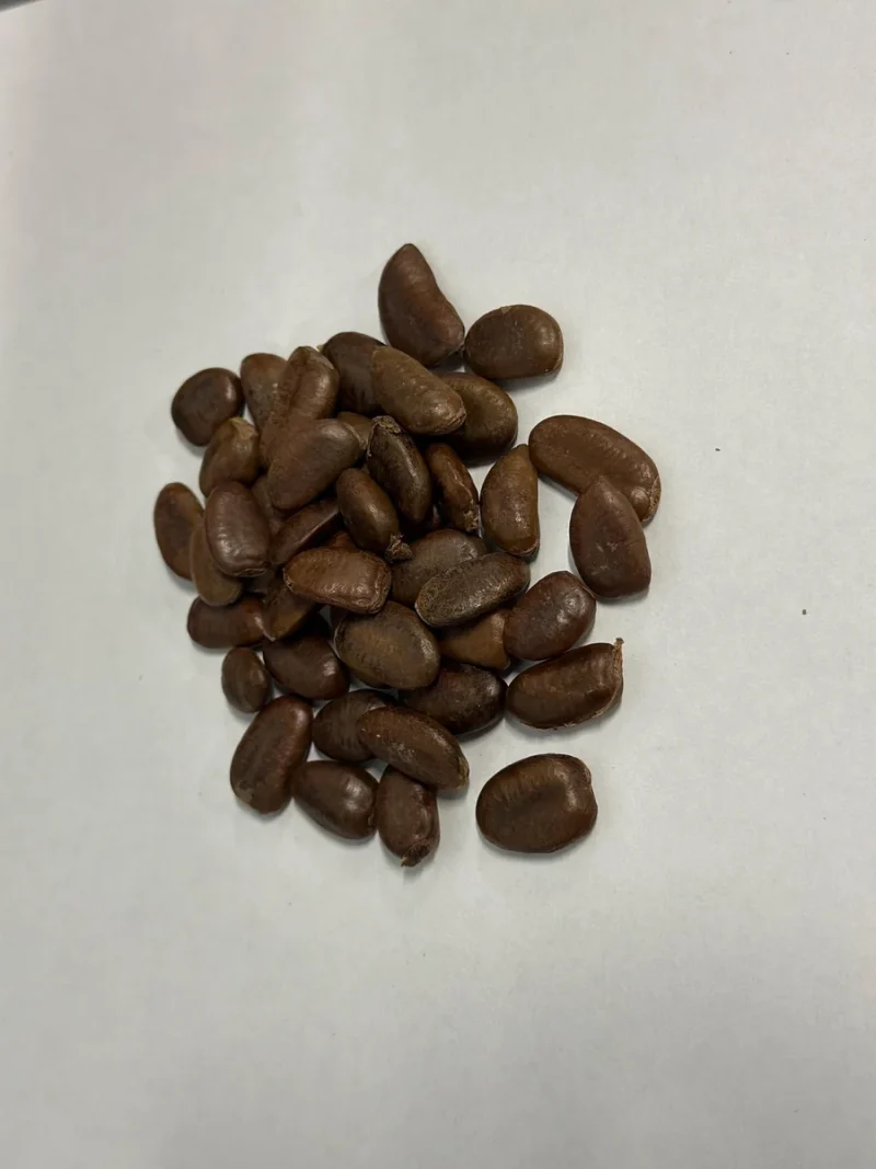 Paw Paw Tree Seeds (Asimina triloba) - Grow Delicious Fruit