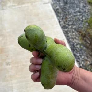 25 Paw Paw Tree Seeds - Asimina triloba Organic Edible Fruit Tree - Image 9