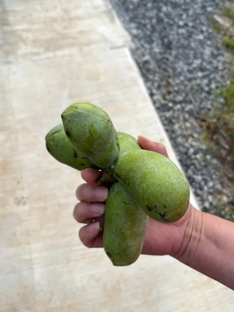 Paw Paw Tree Seeds (Asimina triloba) - Grow Delicious Fruit