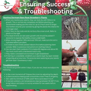 25 Quinault Everbearing Strawberry Plants - Bare Root - Non-GMO - Image 5