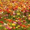 25 Ranunculus Mixed Shade Flower Bulbs - Jumbo Size for Vibrant Blooms - Image 1