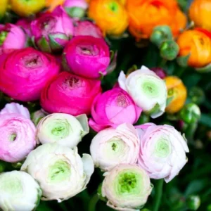 25 Ranunculus Mixed Shade Flower Bulbs - Jumbo Size for Vibrant Blooms - Image 3