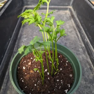 25 Ranunculus Mixed Shade Flower Bulbs - Jumbo Size, Assorted Colors - Image 4