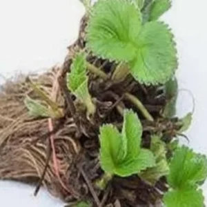 25 Seascape Strawberry Plants - Everbearing Bare Root Strawberries - Non-GMO Outdoor - Image 2