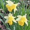 25 Wild Daffodil Bulbs - Narcissus Lent Lily Yellow Flowers - Easy Grow Outdoor - Image 1
