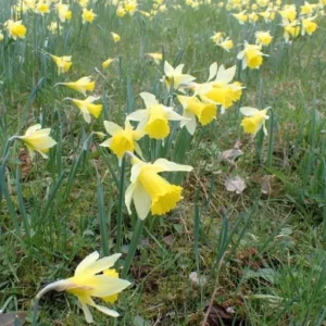 25 Wild Daffodil Bulbs - Narcissus Lent Lily Yellow Flowers - Easy Grow Outdoor - Image 2