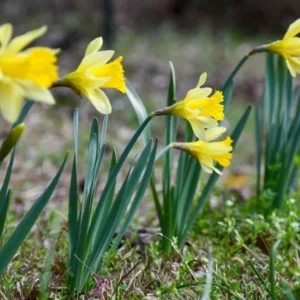 25 Wild Daffodil Bulbs - Narcissus Lent Lily Yellow Flowers - Easy Grow Outdoor - Image 3