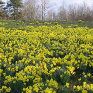 25 Wild Daffodil Bulbs - Narcissus Lent Lily Yellow Flowers - Easy Grow Outdoor - Image 4