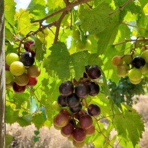 3 Alachua Muscadine Grape Starter Plug – Live Plant – Vitis rotundifolia - Image 5