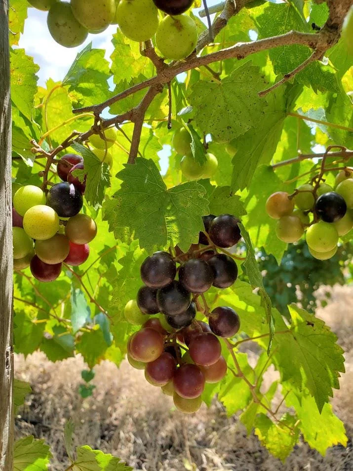3 Alachua Muscadine Grape Starter Plug – Live Plant – Vitis rotundifolia - Image 1