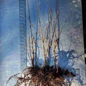 3 American Hazelnut Tree Bare Root Plants 12-24in Tall Native Corylus americana Outdoor - Image 2