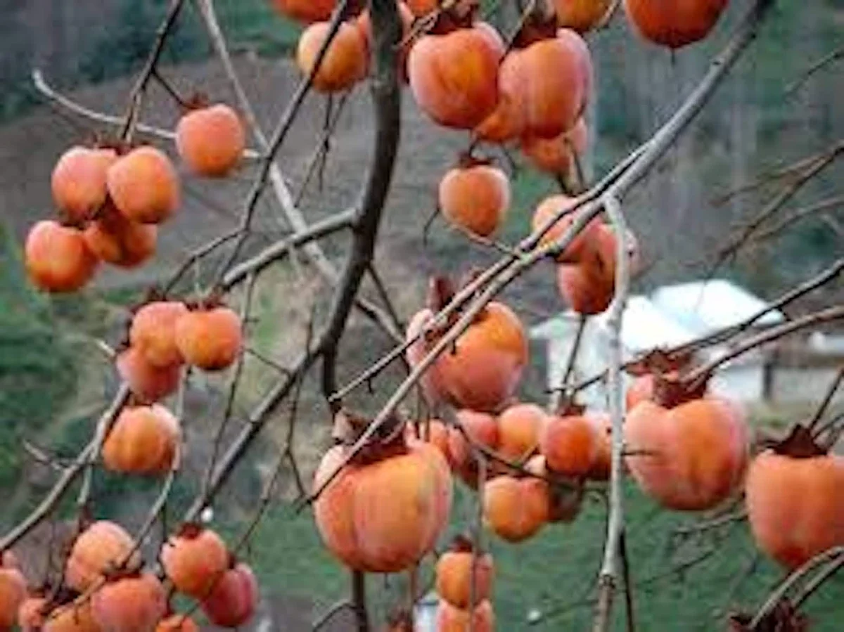 3 American Persimmon Tree Bare Root Plants, 12-24in Tall - Diospyros virginiana - Image 4