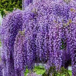 3 Amethyst Falls Wisteria Live Plant 12-14in Starter Vine - Non-Invasive - Image 1