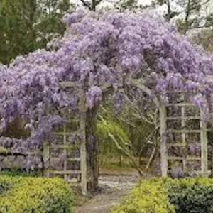 3 Amethyst Falls Wisteria Live Plant 12-14in Starter Vine - Non-Invasive - Image 4