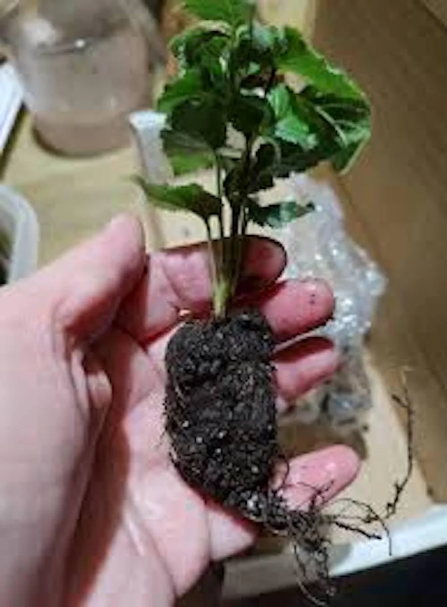 3 Arapaho Thornless Blackberry Starter Plug - Live Plant - Rubus fruticosus - Image 3