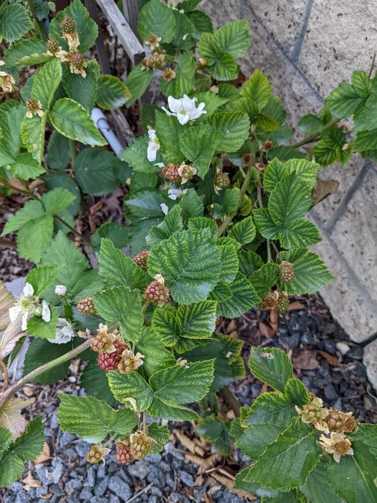 3 Arapaho Thornless Blackberry Starter Plug - Live Plant - Rubus fruticosus - Image 8