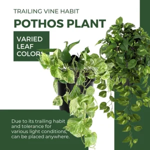 3 Assorted Pothos Live Plants – Houseplant for Indoor & Outdoor – 4 Inch Pot - Image 2