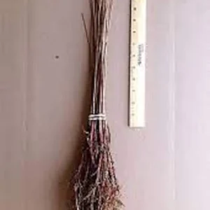 3 Bald Cypress Tree 12-24in Tall Taxodium distichum Live Bare Root Plant - Image 2