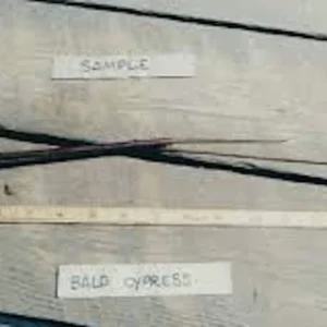 3 Bald Cypress Tree 12-24in Tall Taxodium distichum Live Bare Root Plant - Image 4