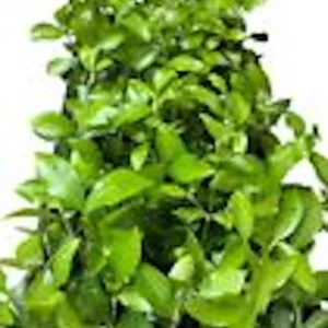 3 Barbados Cherry Tree Malpighia Emarginata Live Starter Plants - Fruit Tree - Image 2