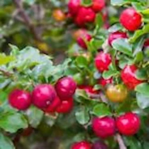 3 Barbados Cherry Tree Malpighia Emarginata Live Starter Plants - Fruit Tree - Image 1