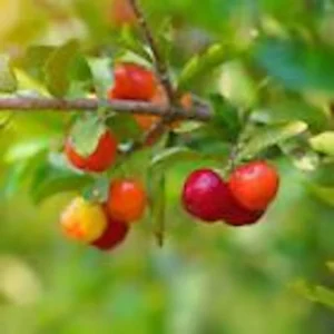 3 Barbados Cherry Tree Malpighia Emarginata Live Starter Plants - Fruit Tree - Image 4
