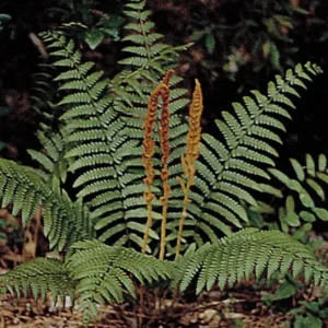 3 Bare Root Cinnamon Fern Osmunda Cinnamomea Live Plant Outdoor 2-3 ft Tall - Image 4