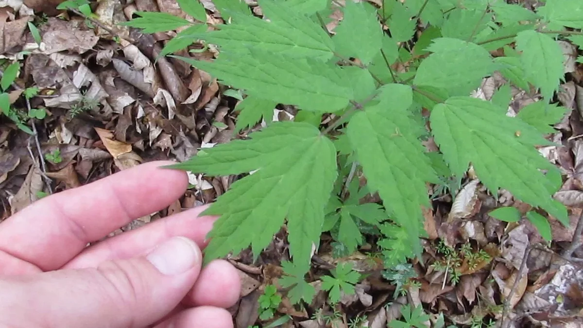 3 Black Cohosh Plants Actaea Racemosa – Organic Bare Root Wildflower Native - Image 10