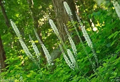 3 Black Cohosh Plants Actaea Racemosa – Organic Bare Root Wildflower Native - Image 2