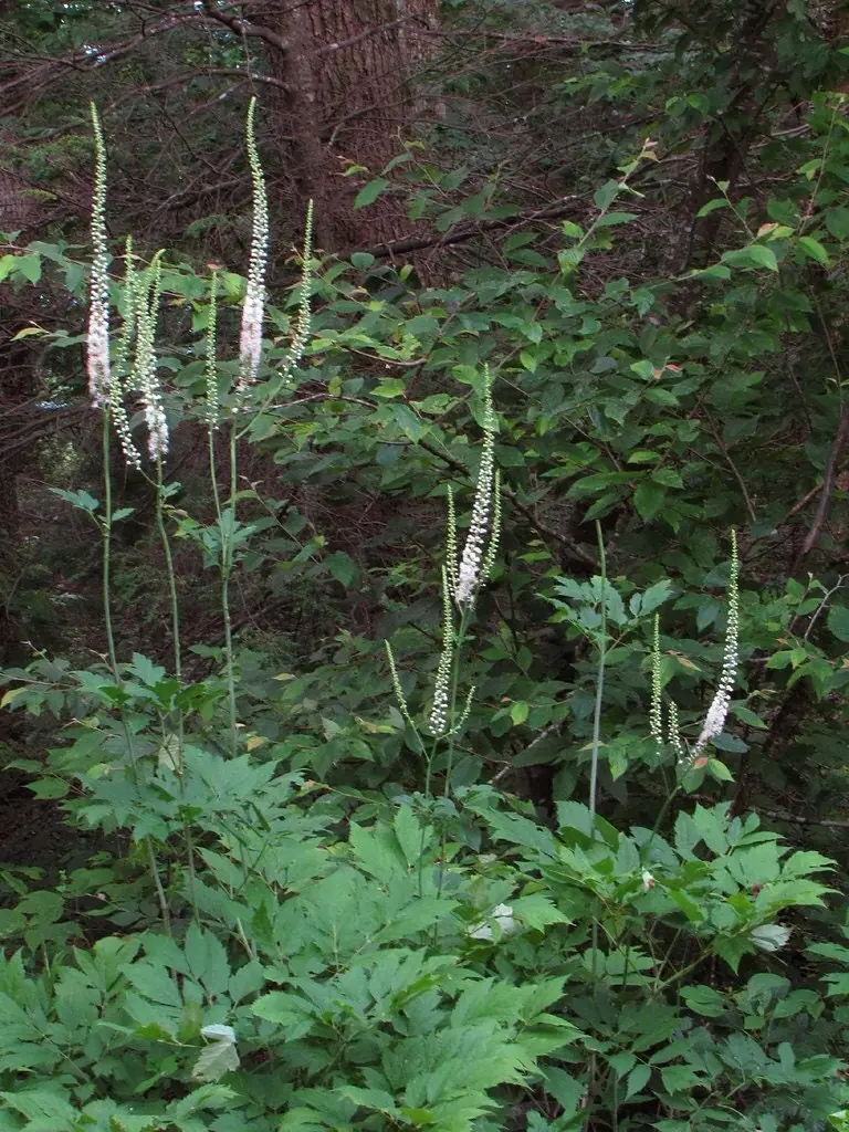 3 Black Cohosh Plants Actaea Racemosa – Organic Bare Root Wildflower Native - Image 5