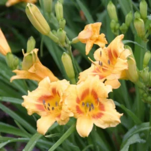 3 Black Eyed Stella de Oro Daylily Live Plant – Perennial Bare Root Starter Plants - Image 5