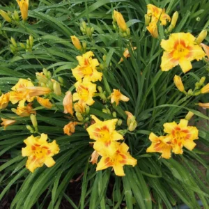 3 Black Eyed Stella de Oro Daylily Live Plant – Perennial Bare Root Starter Plants - Image 6