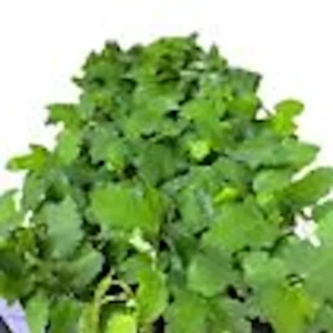 3 Black Mission Fig Tree Live Starter Plants - Fruit Bearing & Shade - Image 2